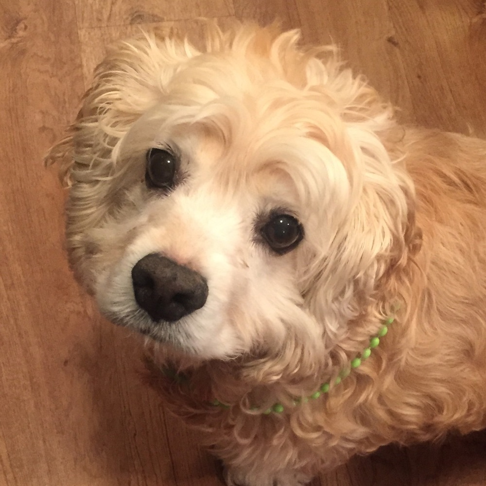 Virtual Assistant Available!